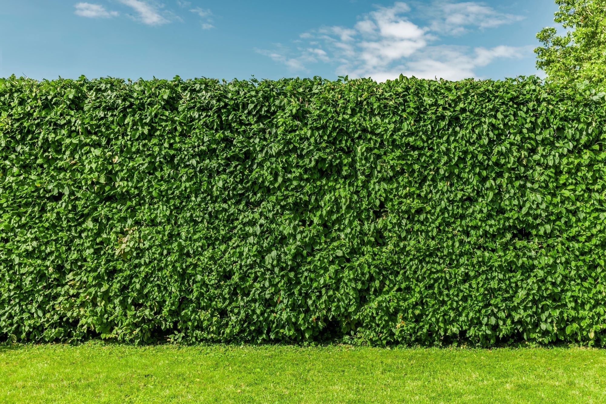 Buchenhecke dngen: nahrhafte Tipps!  Mulder Retail B.V.