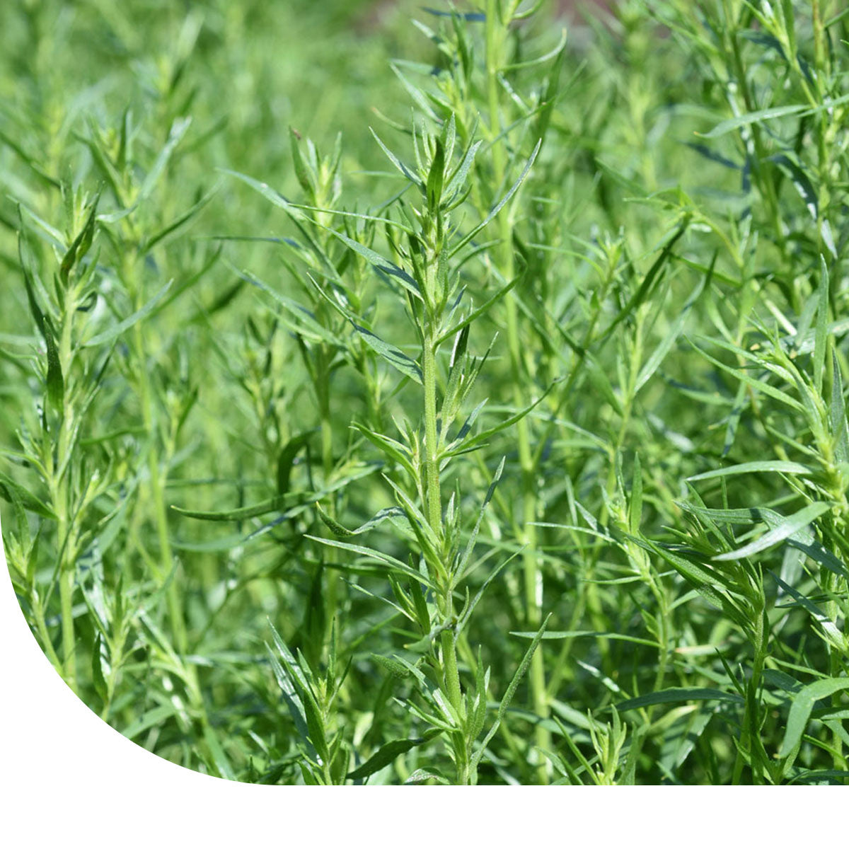 Estragon - Artemisia dracunculus  Mulder Retail B.V.