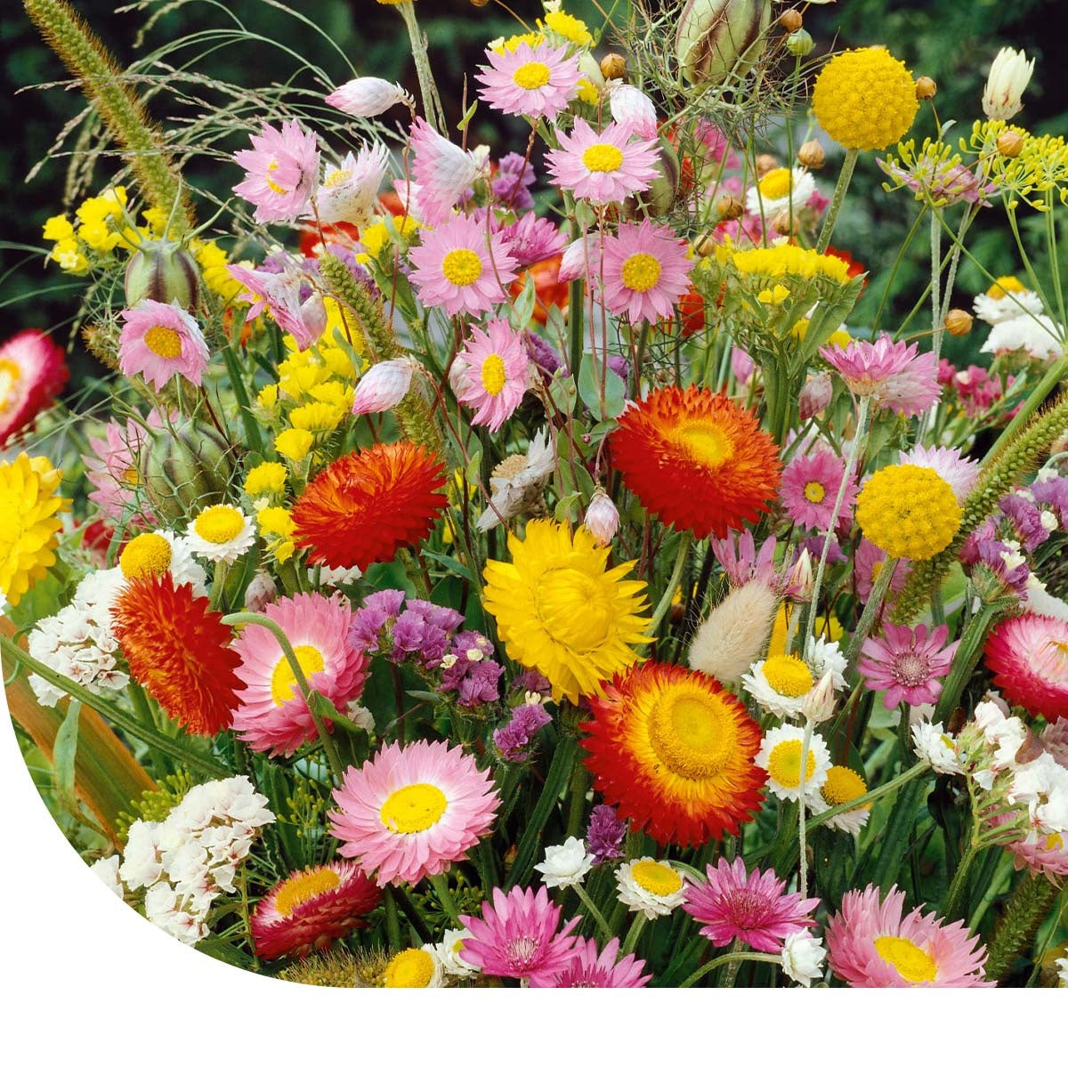 trockenblumen saatgut Trockenblumen-Mischung - 21 Arten