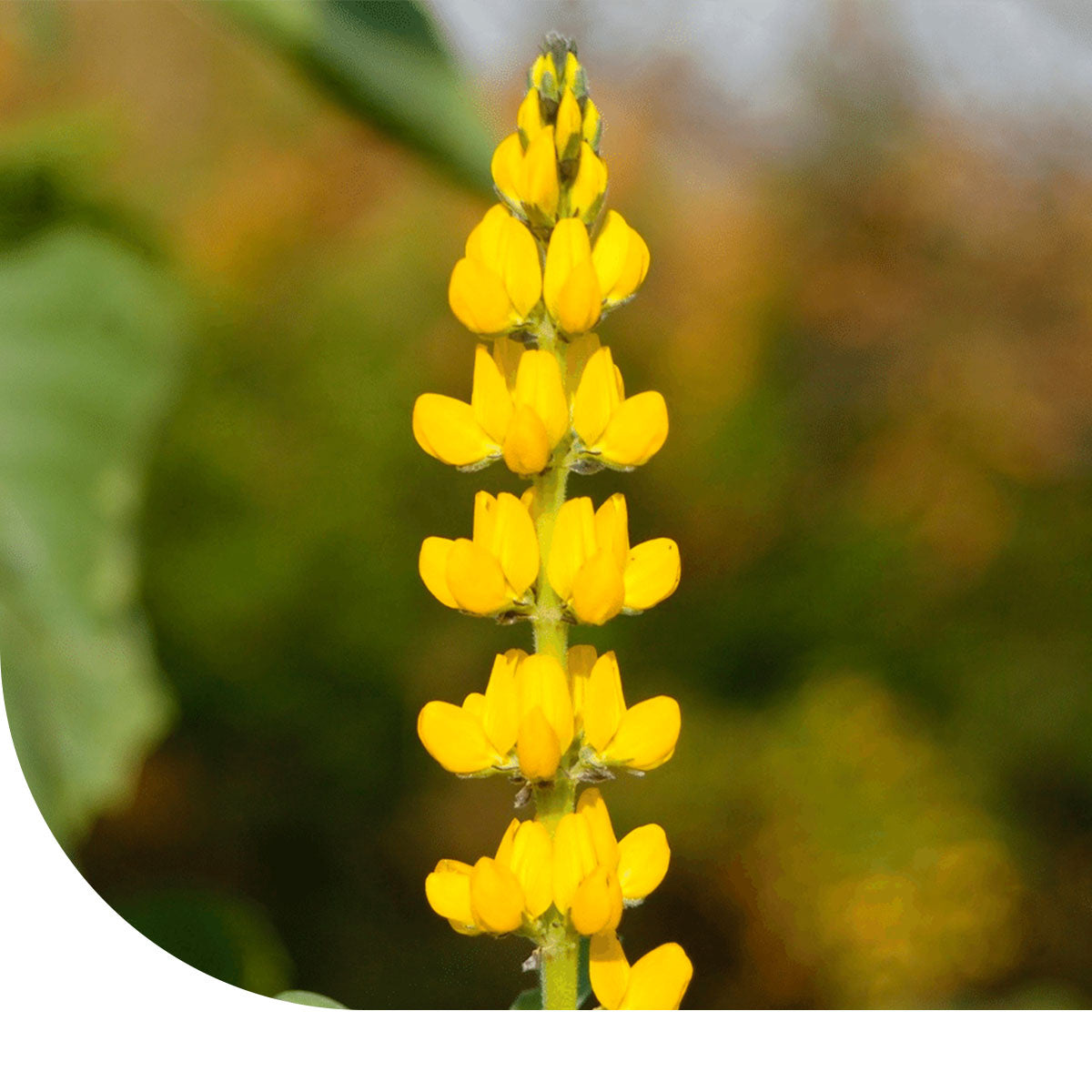 Gelbe Süßlupine