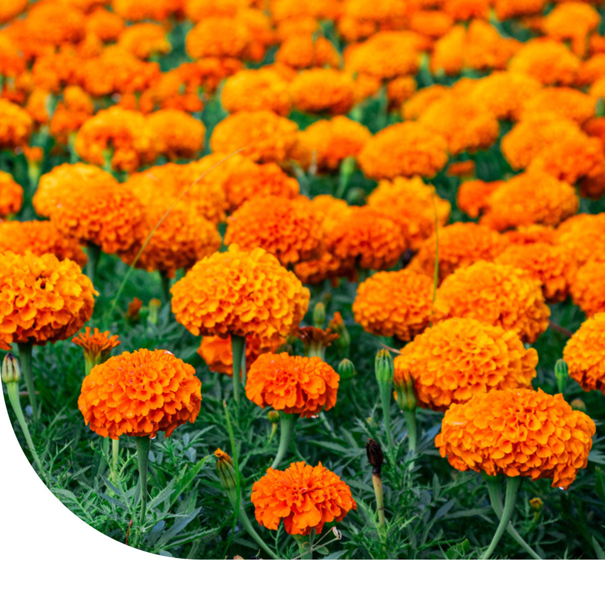 Studentenblume 'Sunset Giants'