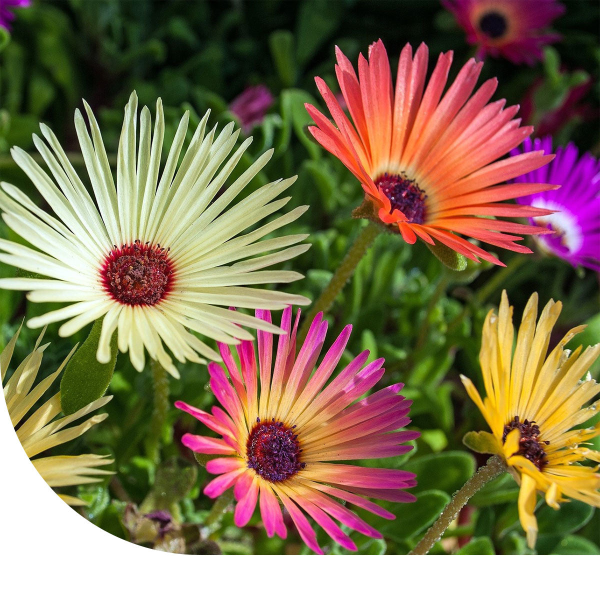 Mittagsblume (gemischt)