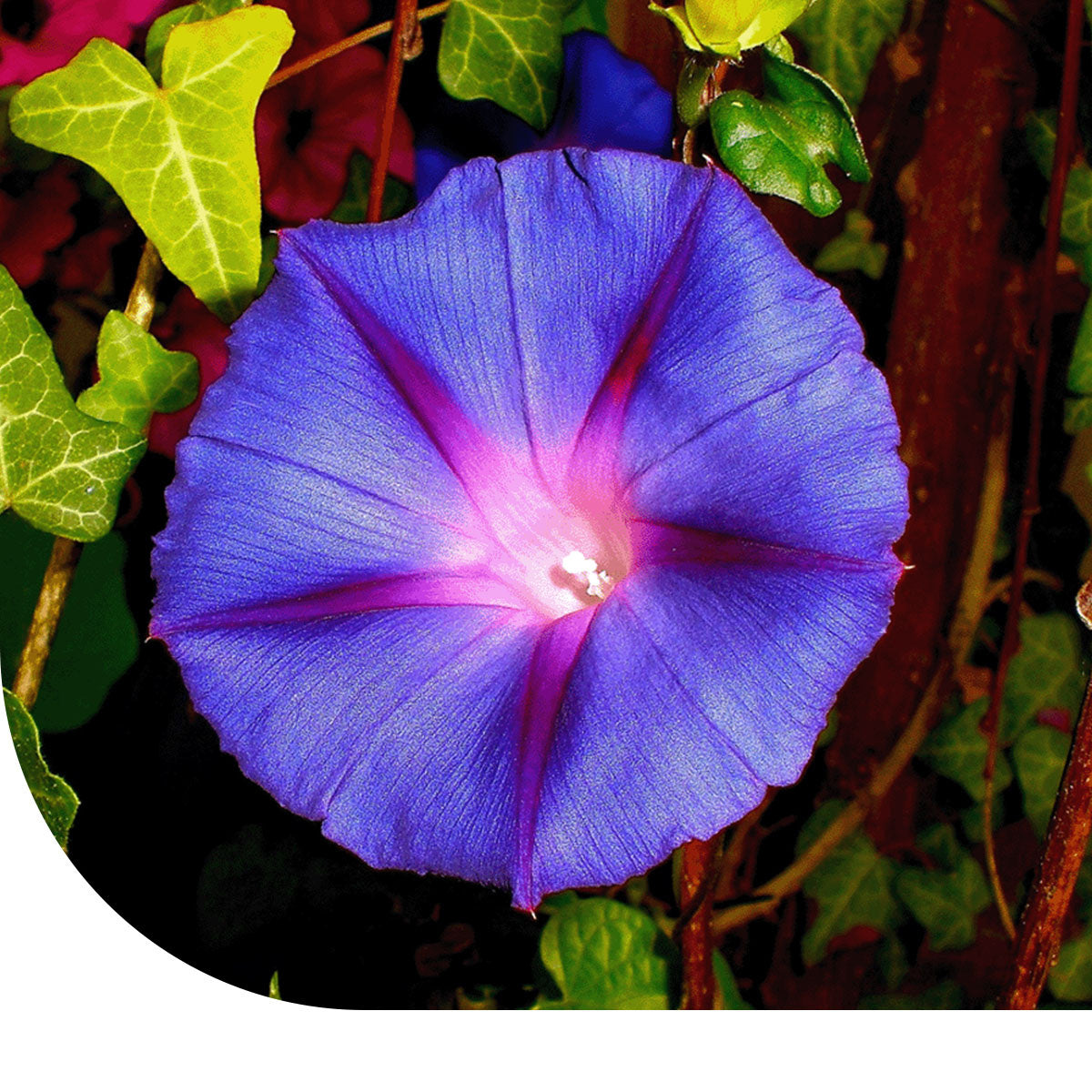 Prunkwinde - Ipomoea Purpurea
