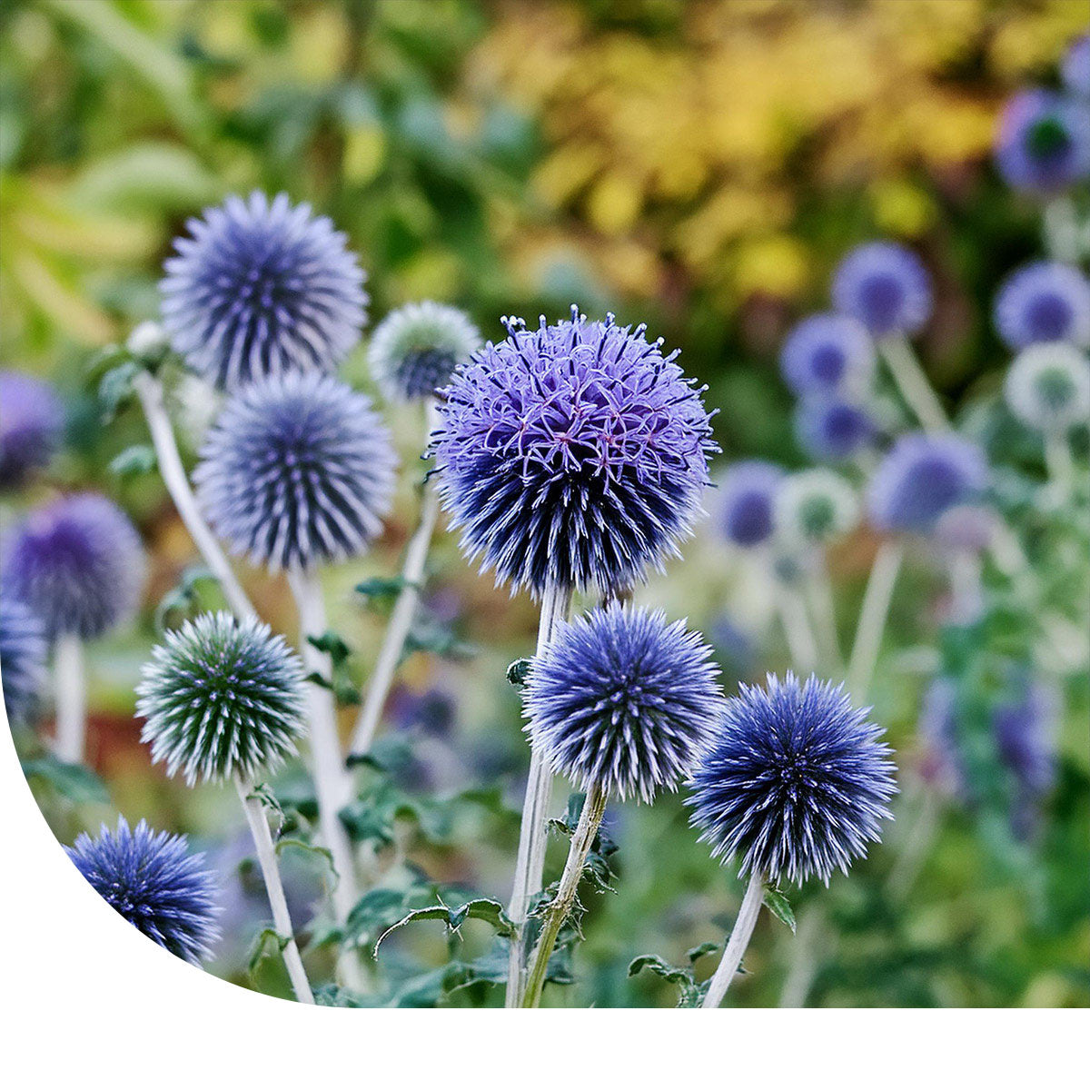 Kugeldistel - Echinops