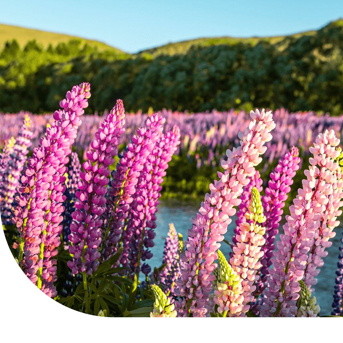 Lupine (gemischt)