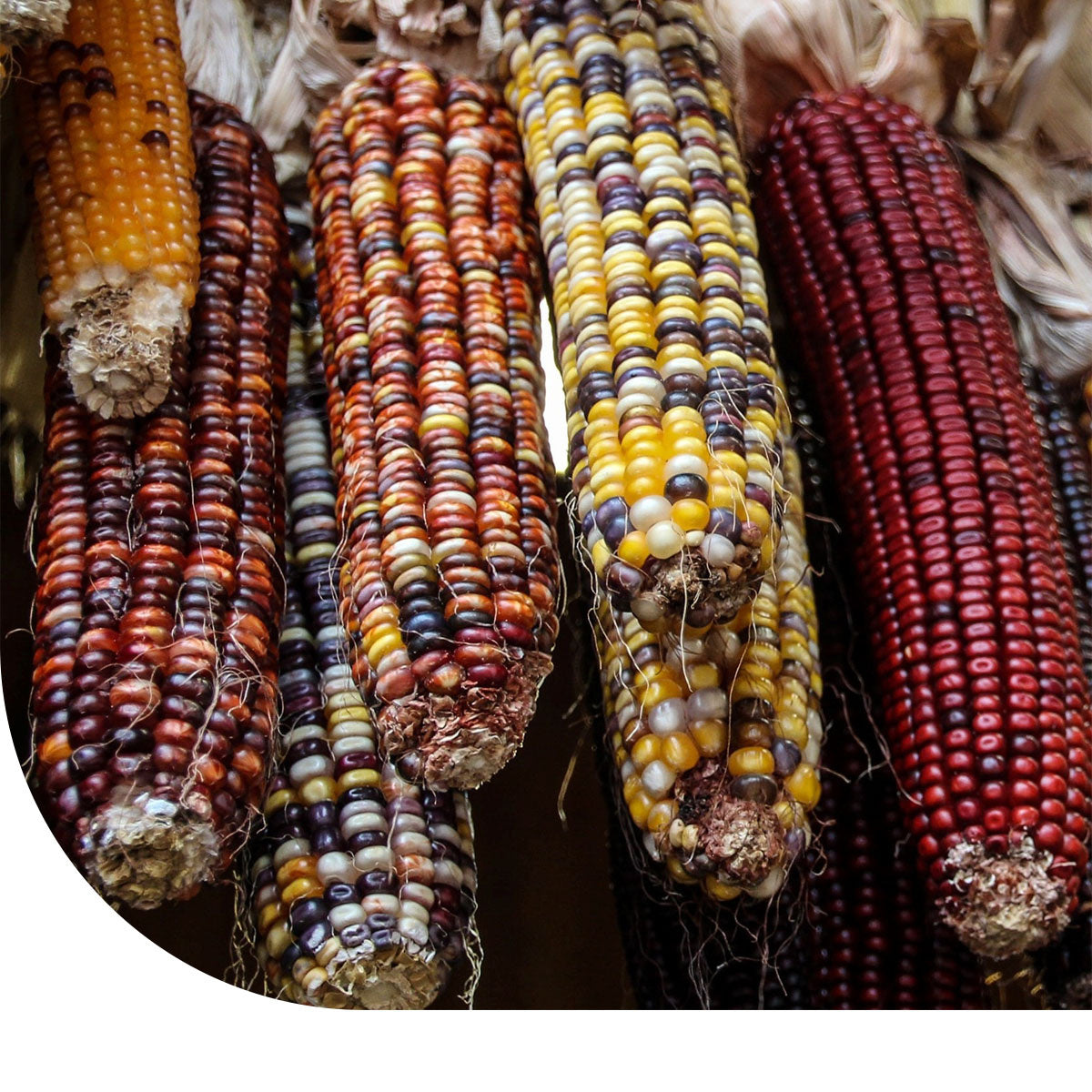 Ziermais 'Amero' - Zea mays | MRS Seeds  Mulder Retail B.V.
