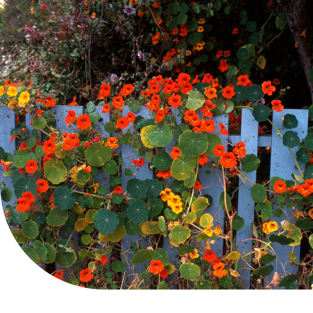 Kapuzinerkresse 'Whirlybird Mix' - Tropaeolum majus  Mulder Retail B.V.