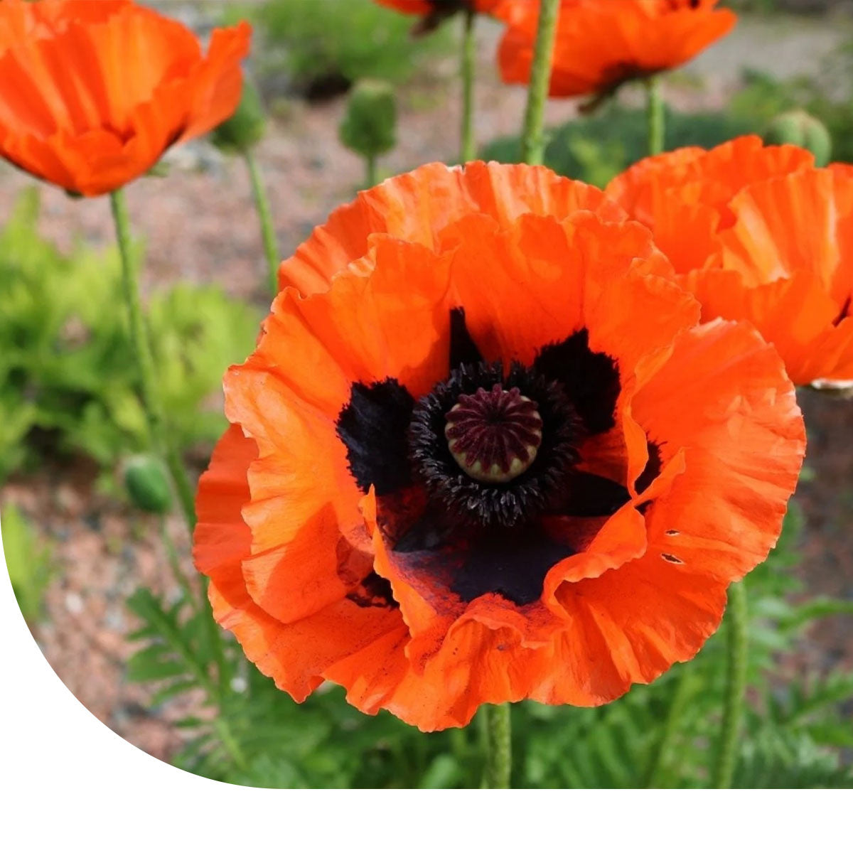 Türkische Mohn