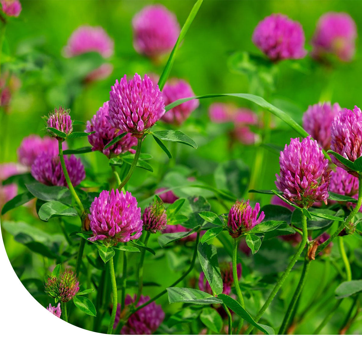 Perserklee - Trifolium resupinatum