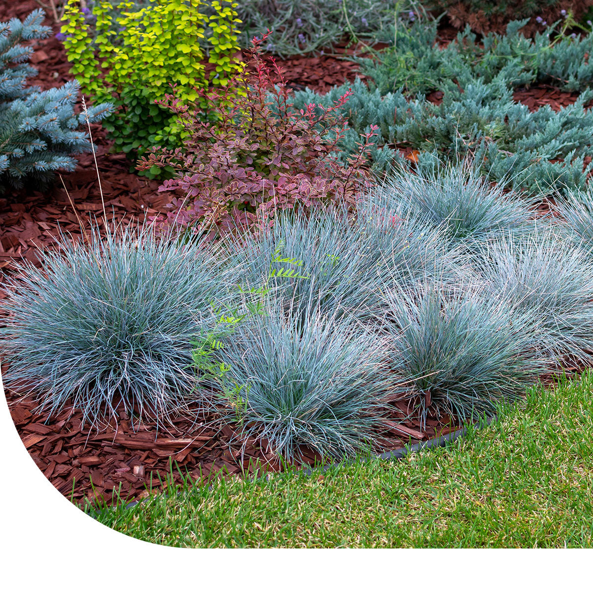 Schafschwingel - Festuca glauca