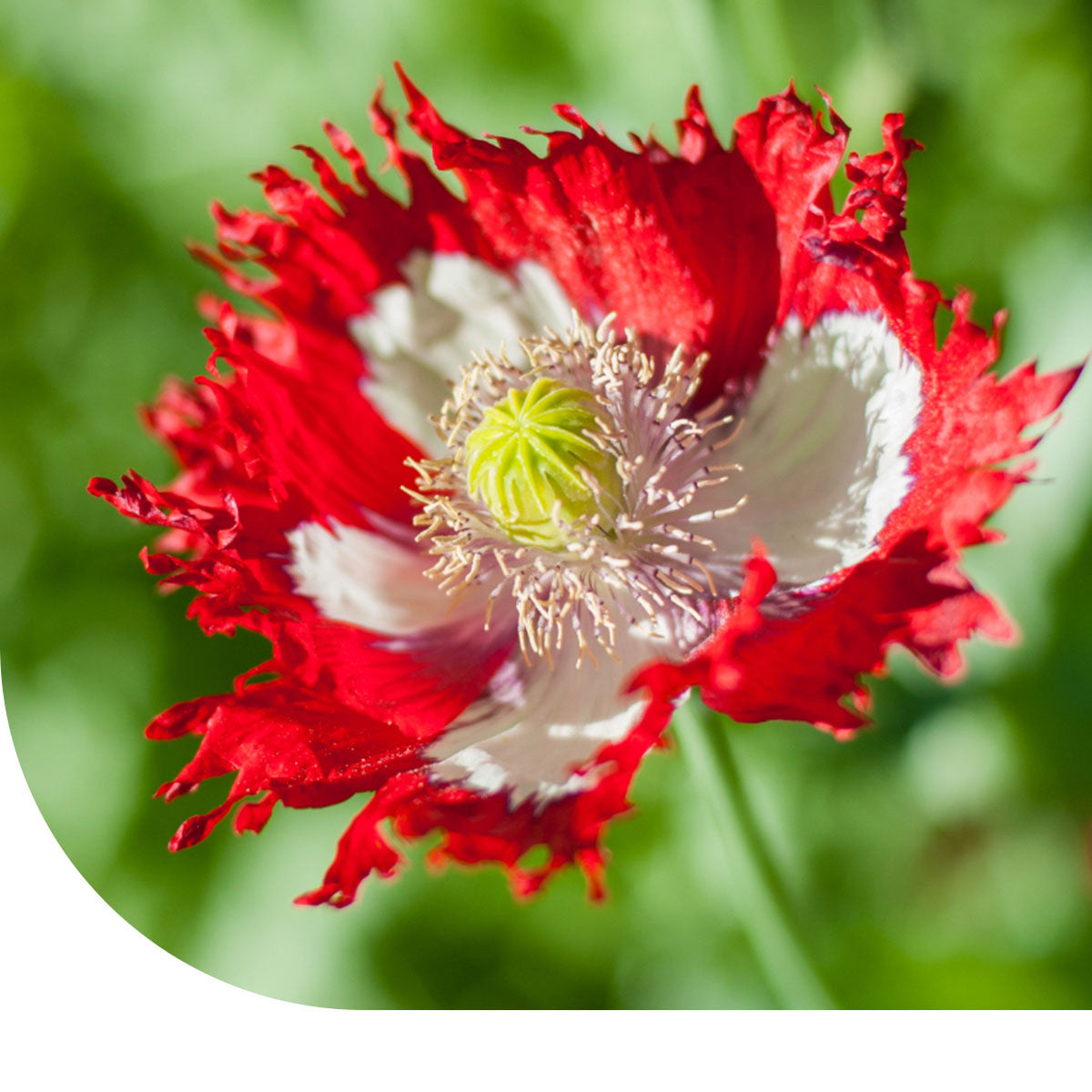 Schlafmohn 'Danish Flag'