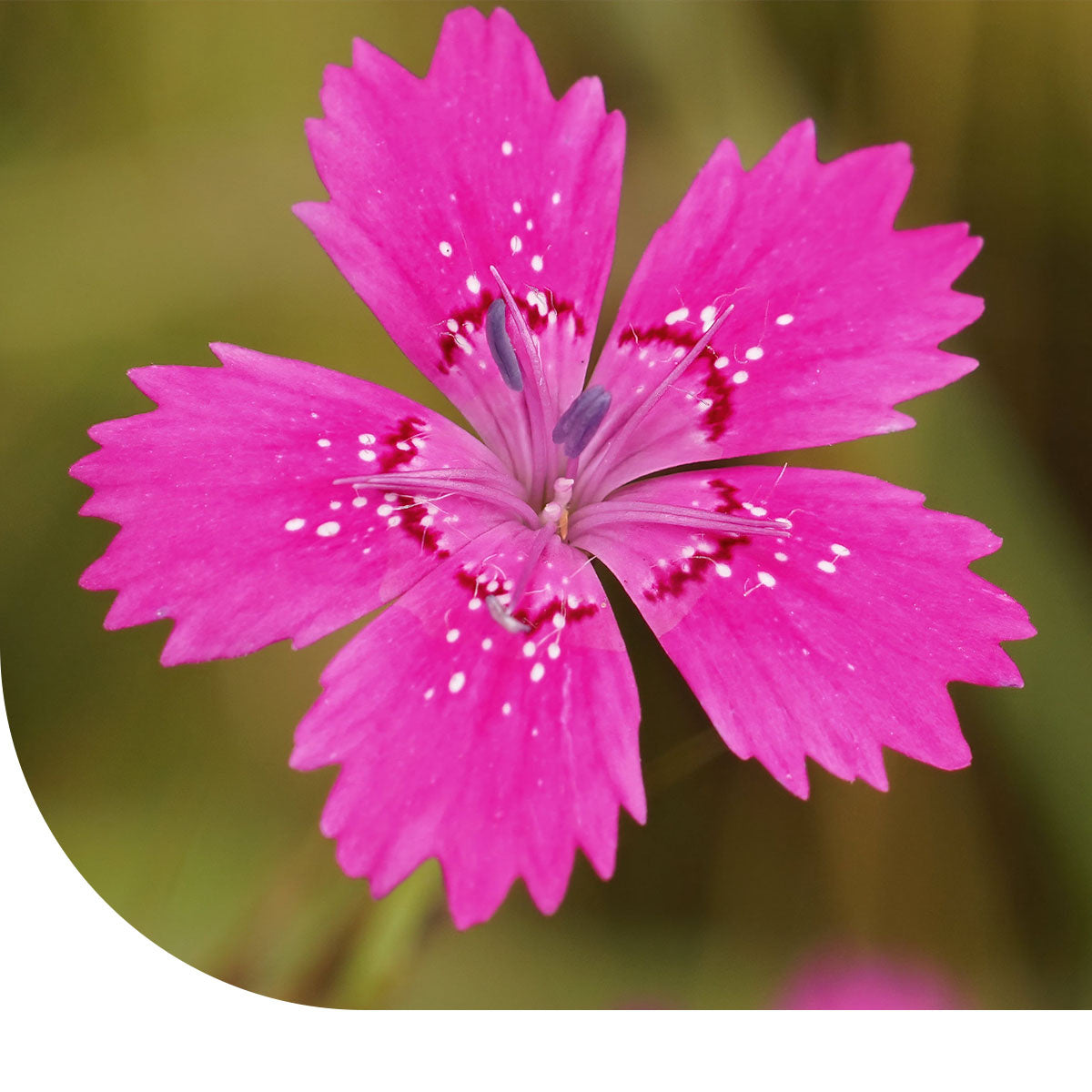 Heide-Nelke – Dianthus deltoides
