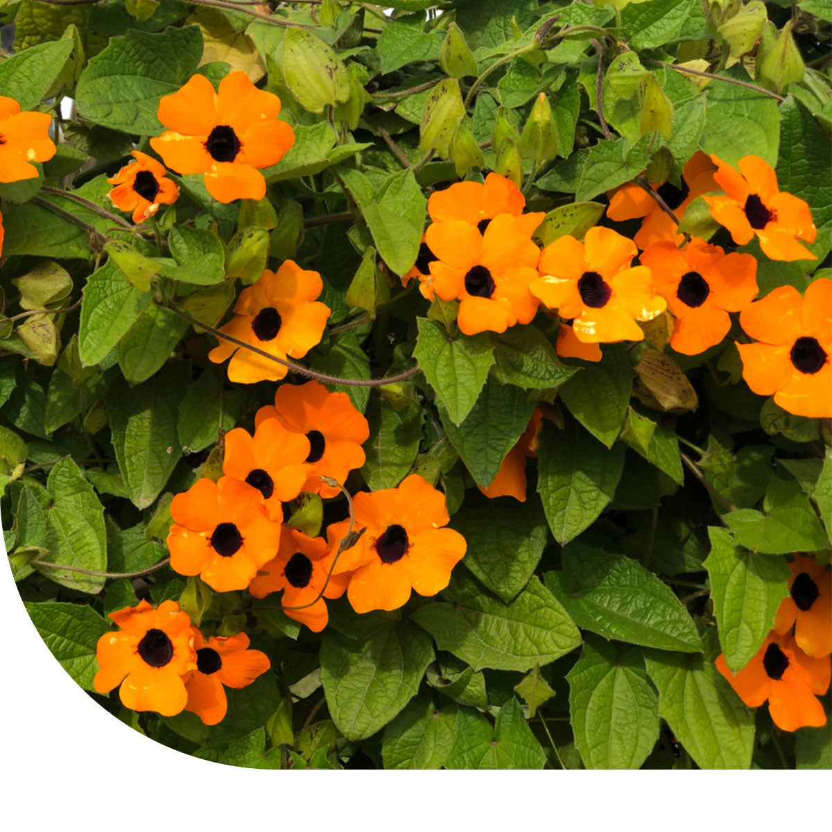 Schwarzugige Susanne - Thunbergia alata | MRS Seeds  Mulder Retail B.V.