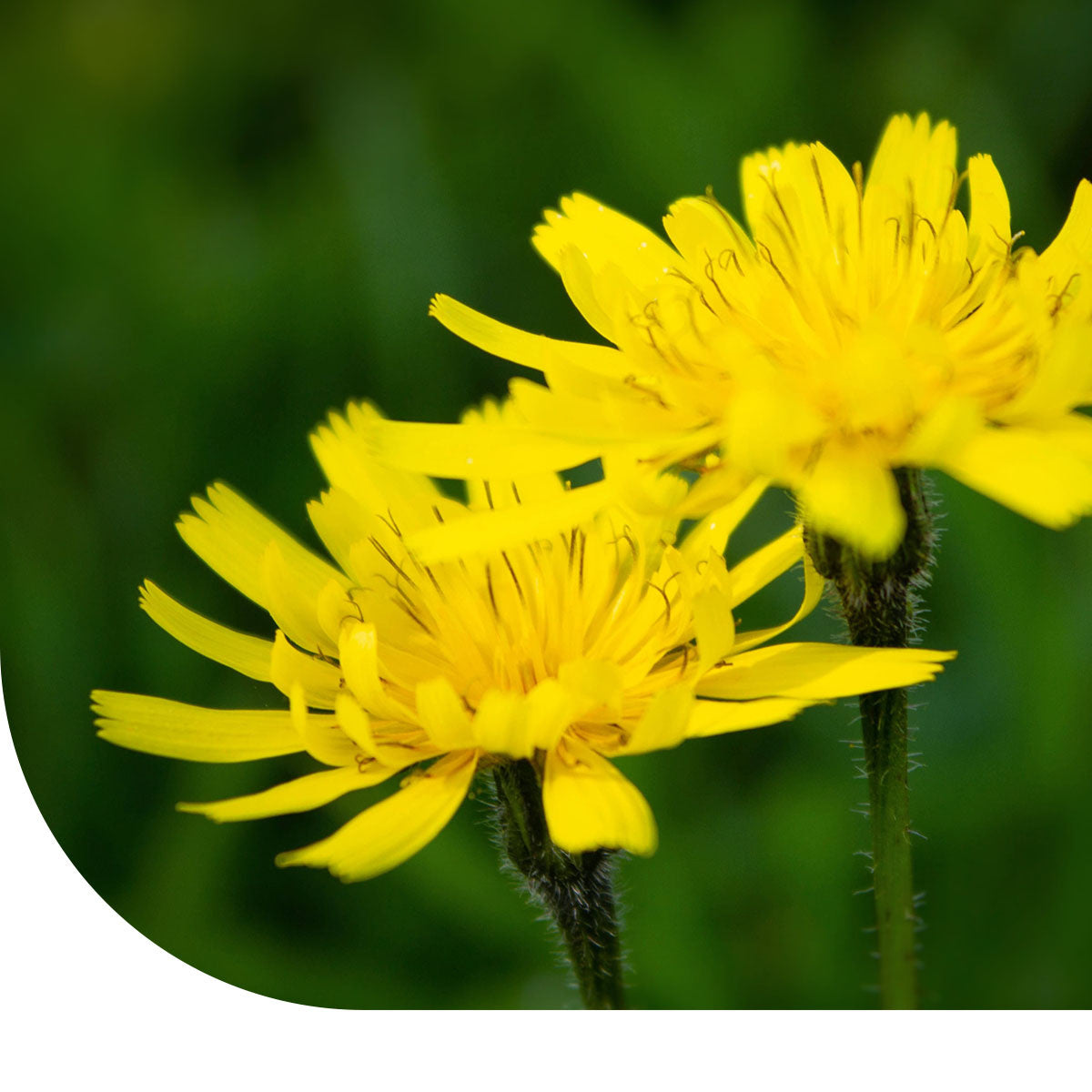 Herbst-Löwenzahn – Scorzoneroides autumnalis
