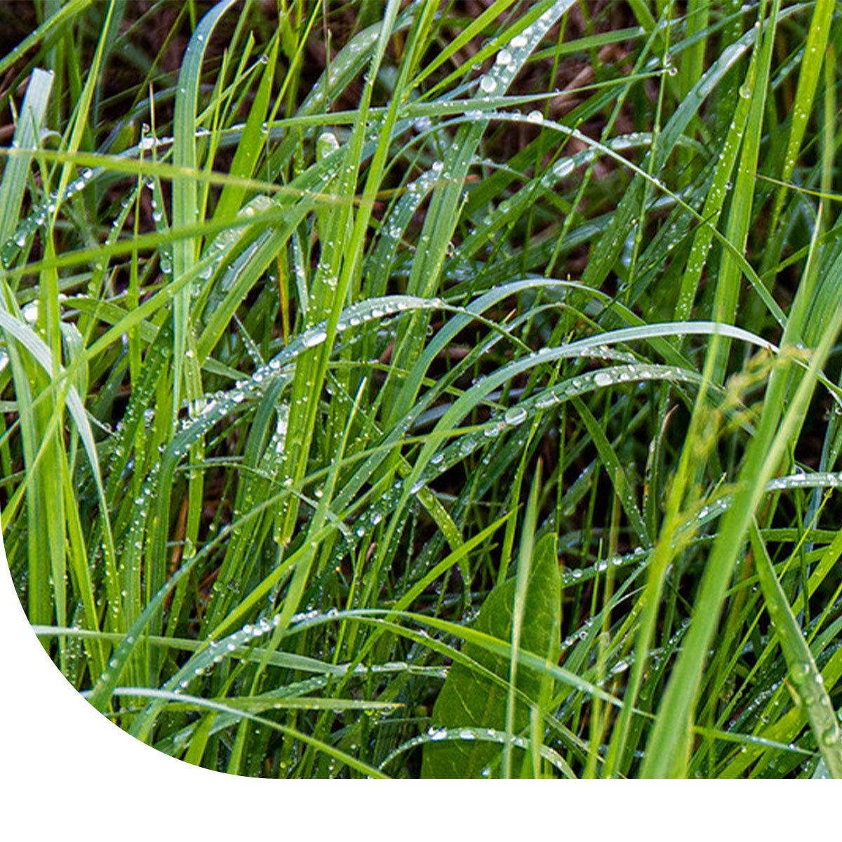 Westerwold Weidelgras kaufen?