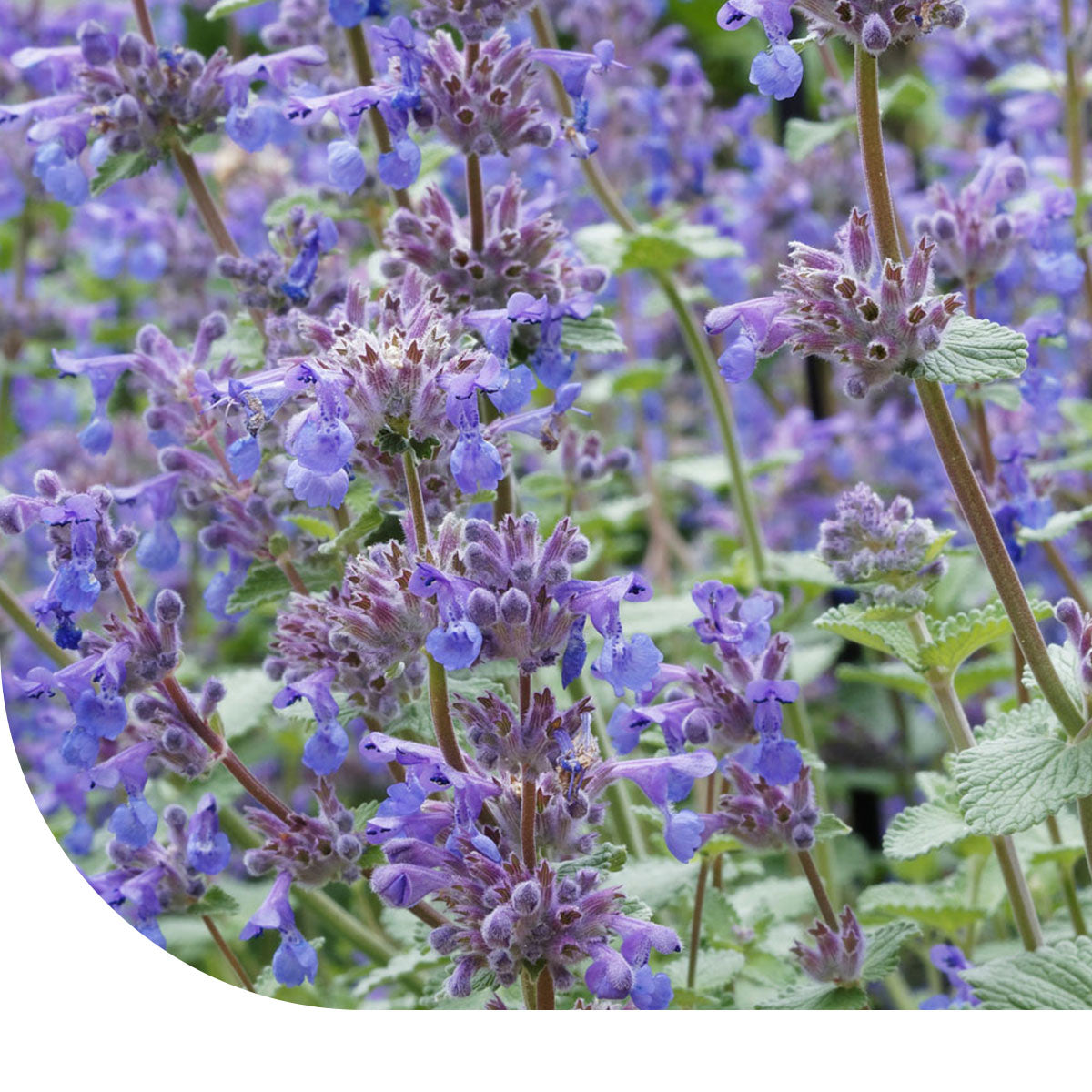 katzenminze düngen Echte Katzenminze – Nepeta cataria – Mulder Retail B.V
