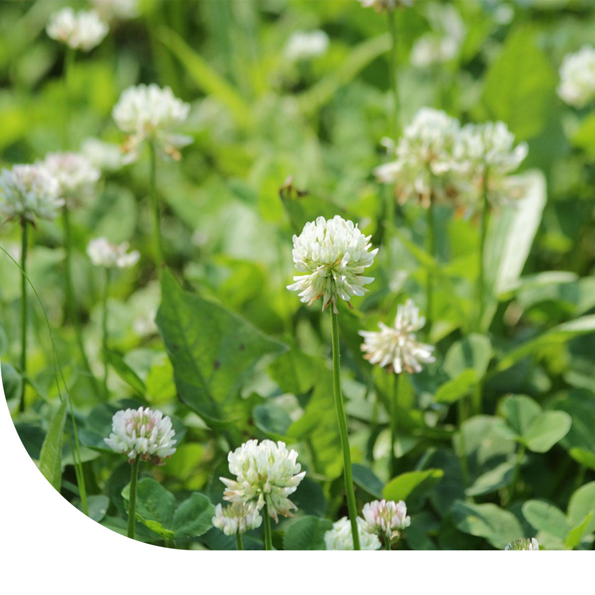 Weißklee - Trifolium repens