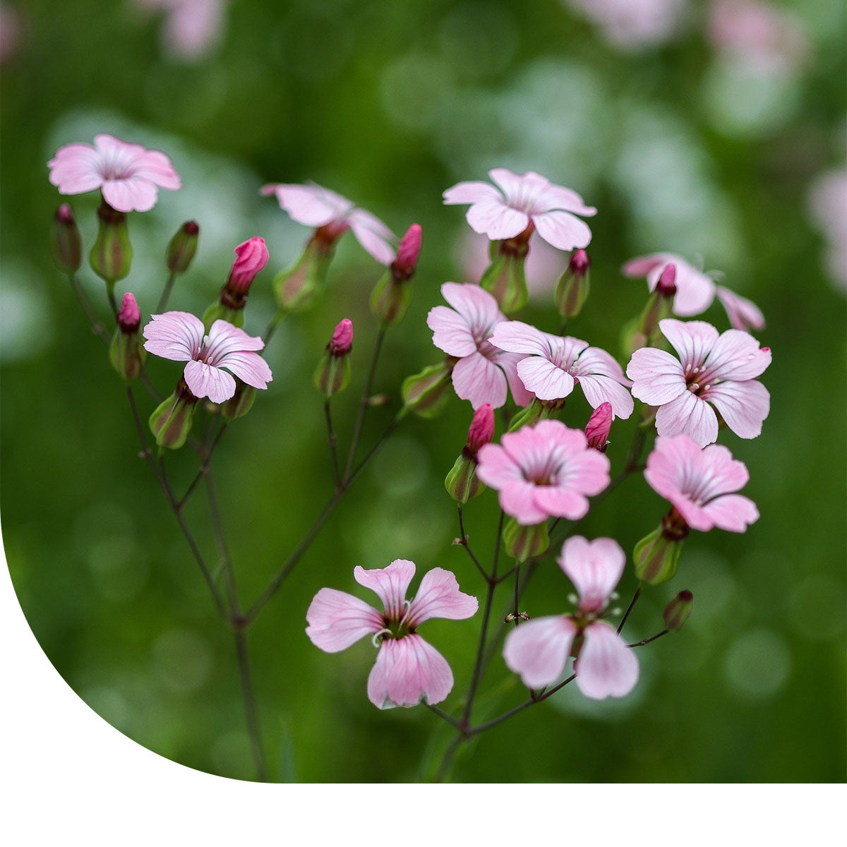 kriechendes seifenkraut samen Seifenkraut 'Pink Beauty'