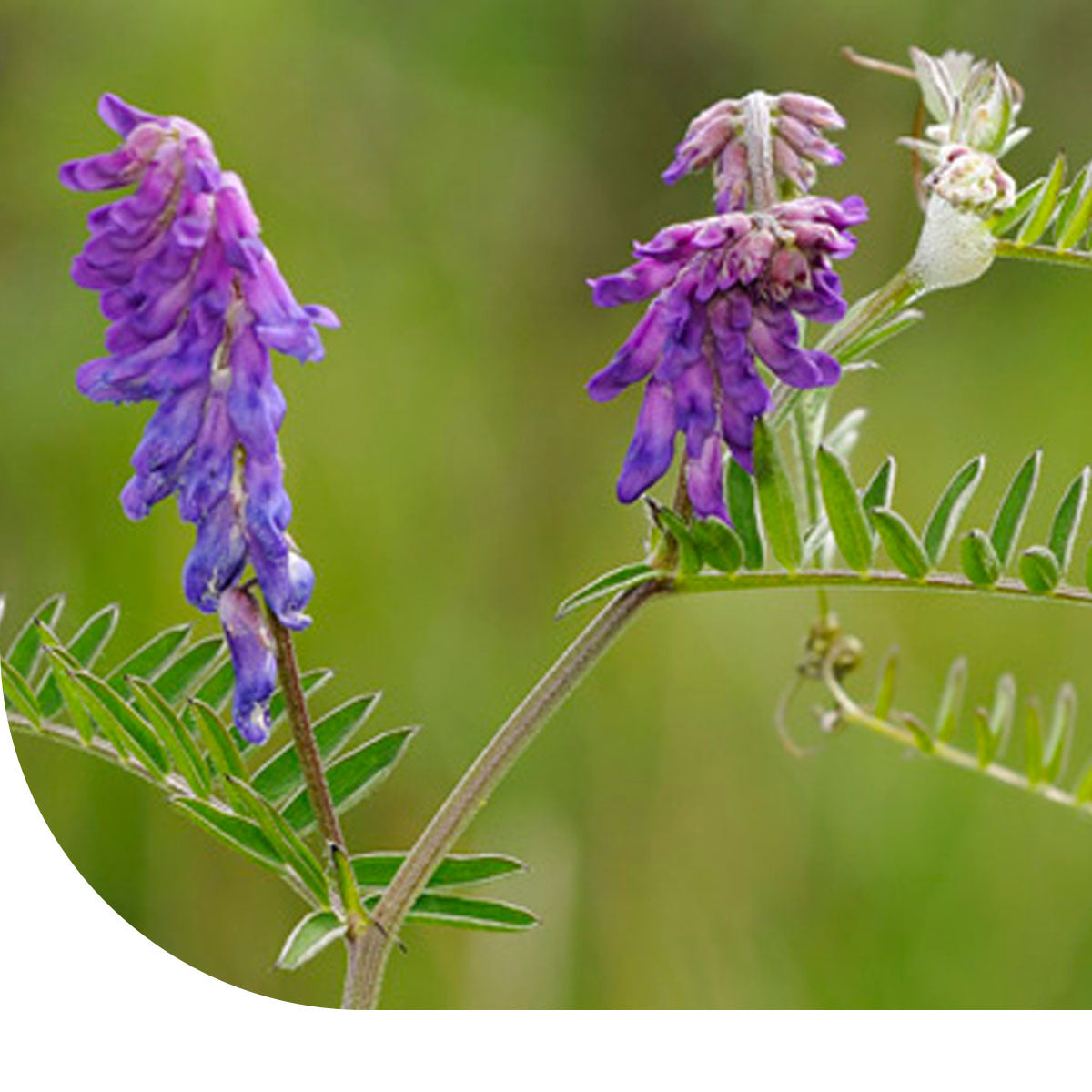 Sommerwicke - Vicia sativa