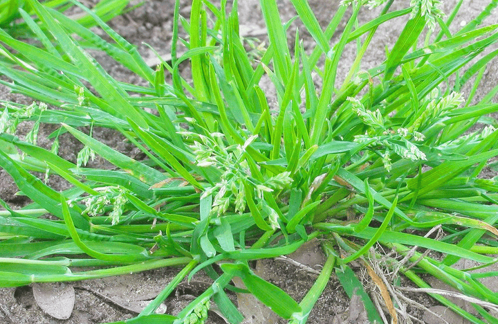 Poa annua: Rispengras im Rasen erkennen & bekämpfen