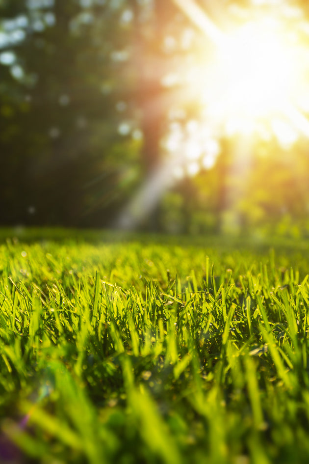 Gazononderhoud in juli