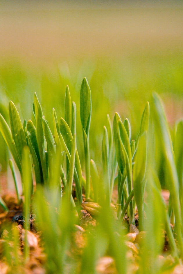 Gras zaaien in het voorjaar vs. in het najaar