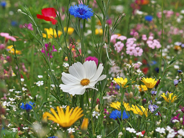 bloemenweide