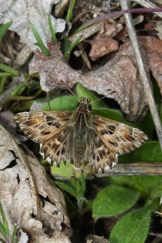 blog-aardrupsen-in-tuin-bestrijden