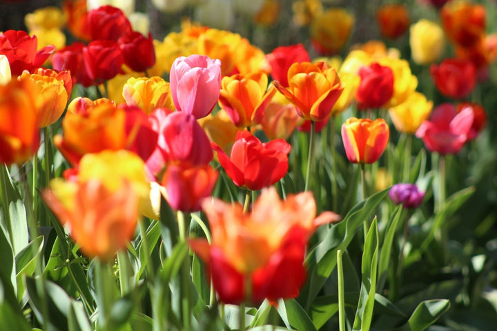 Blumenzwiebeln pflanzen: wann und wie?