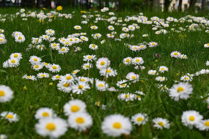 Verwandeln Sie Ihren Rasen in eine bunte Blumenwiese