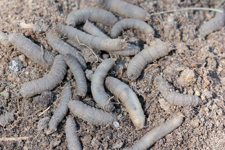 Bekämpfung von Schnaken im Rasen