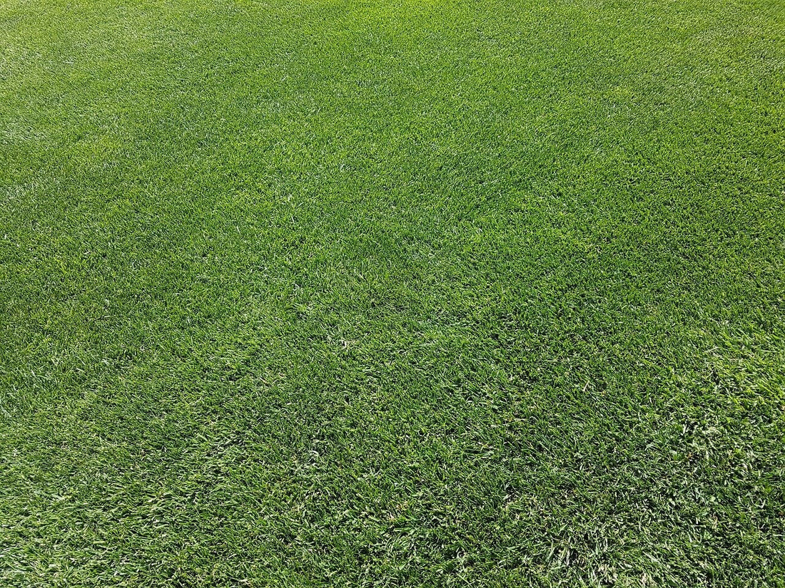 blog-gazon-aanleggen