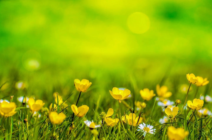 Gelbe Blumen: Unkraut oder Schönheit?