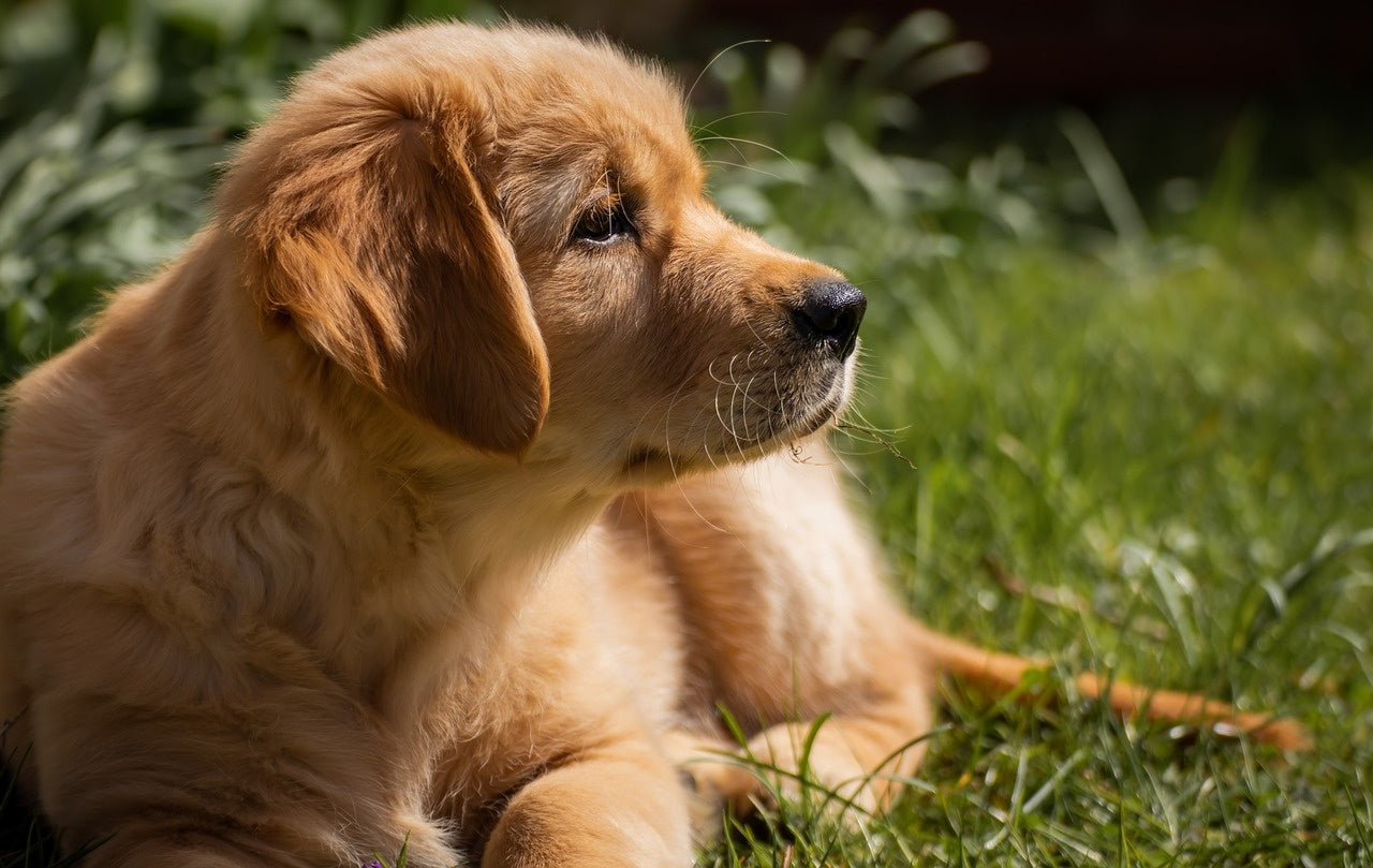 Giftige Pflanzen für Hunde