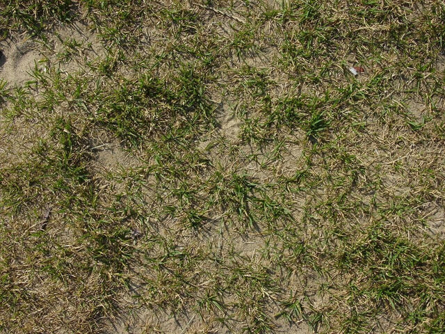Wie entfernt man am besten altes Gras?