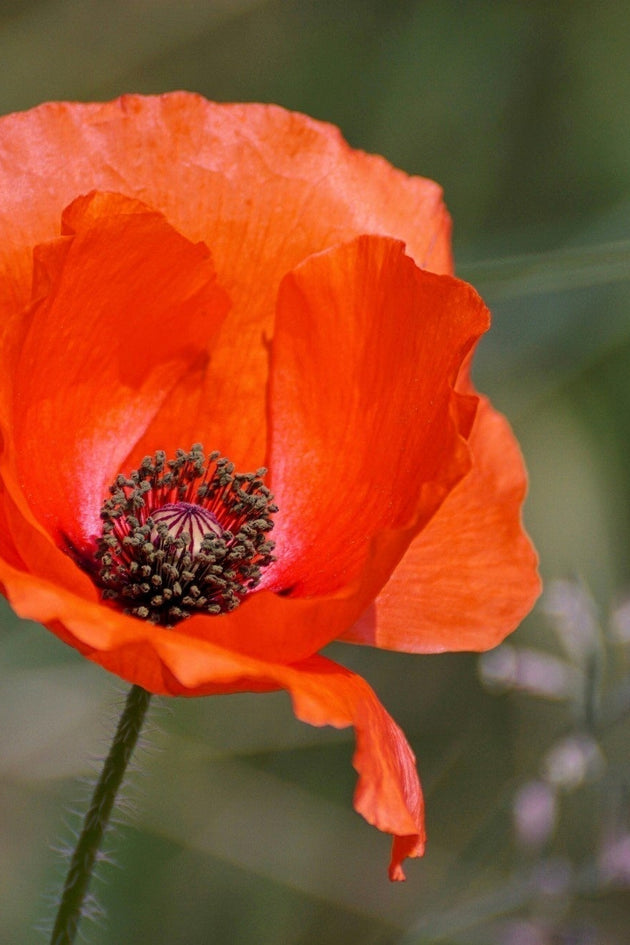 blog-klaproos-zaaien