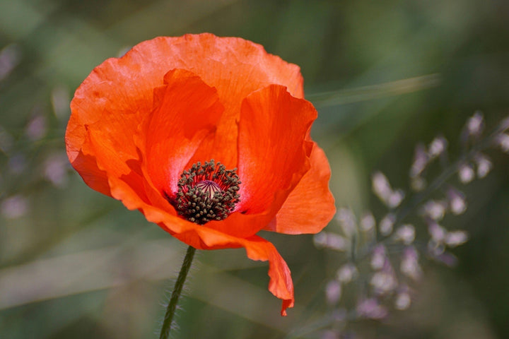 Aussaat von Klatschmohn