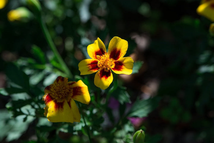 Wachsen Wildblumen auch im Schatten?