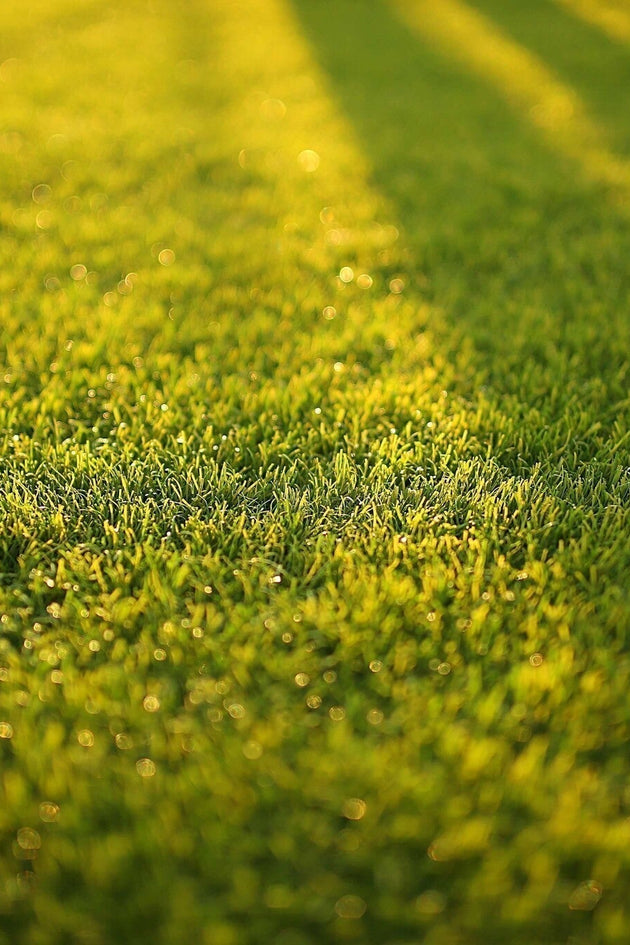 blog-mijn-gras-groeit-niet