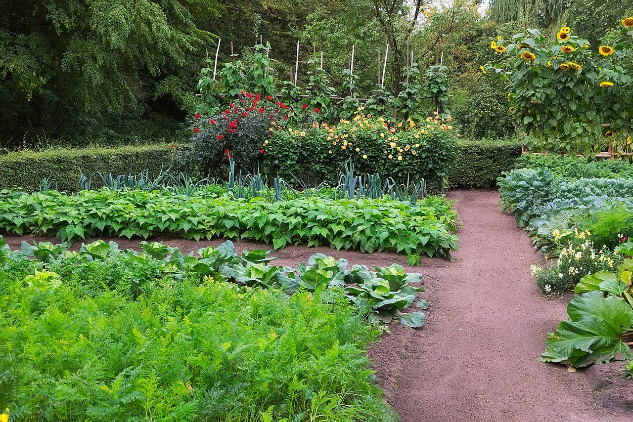 Gemüsegarten anlegen: Wie und wann?