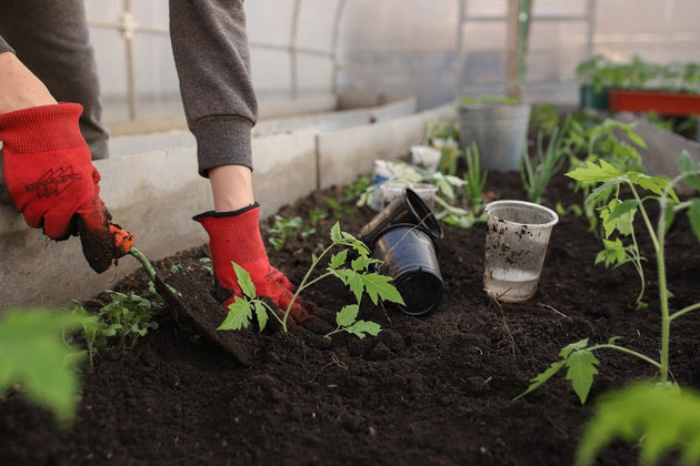 blog-moestuin-bemesten-wanneer-en-hoe