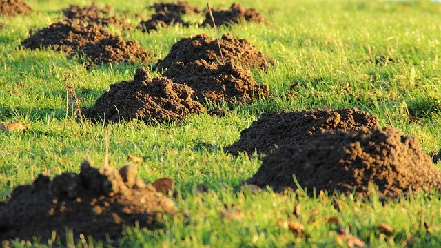 Maulwürfe im Garten fangen, bekämpfen und vorbeugen