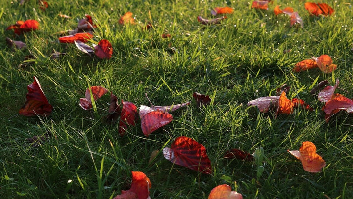 Organische Düngemittel versus chemische Düngemittel