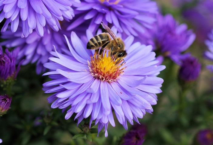 Top 10: Beste Blumen für Bienen