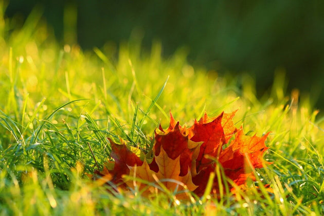 blog-tuin-bemesten-in-het-najaar