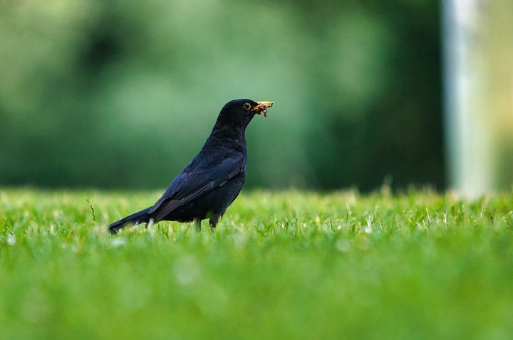 Hilfe! Vögel fressen meine Grassamen