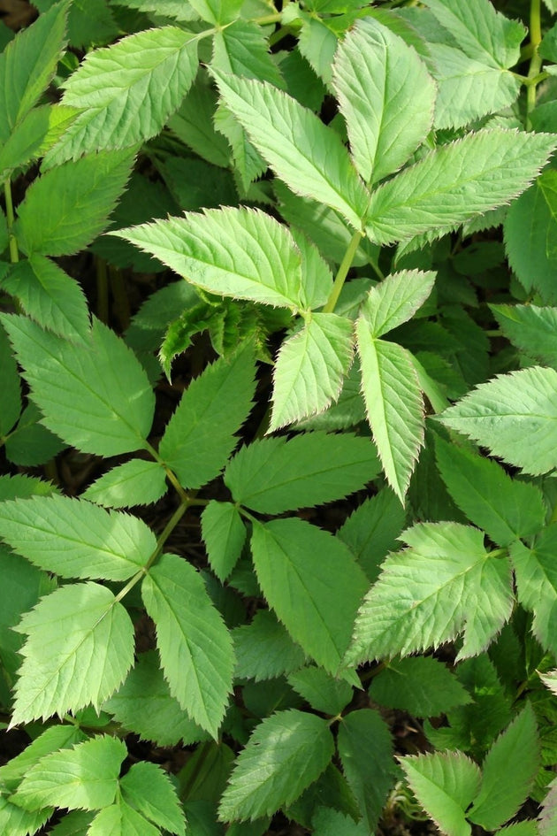 blog-zevenblad-in-de-tuin