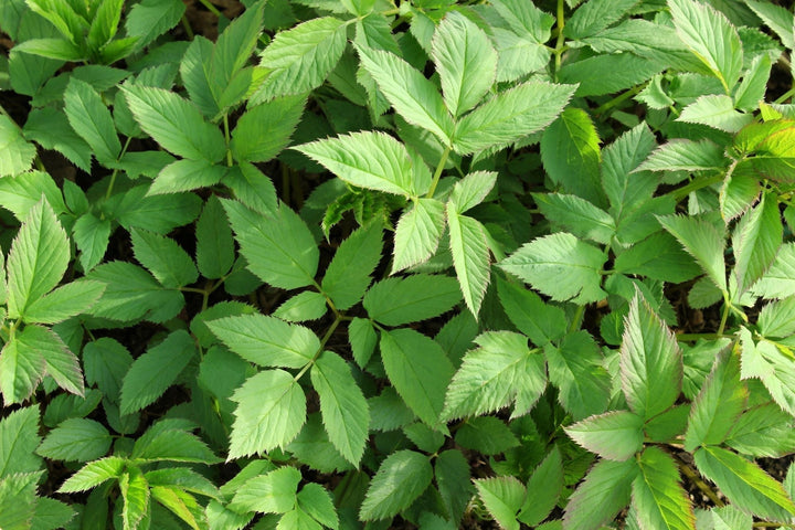 Giersch im Garten bekämpfen
