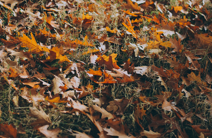 Rasen winterfest machen in 6 Schritten