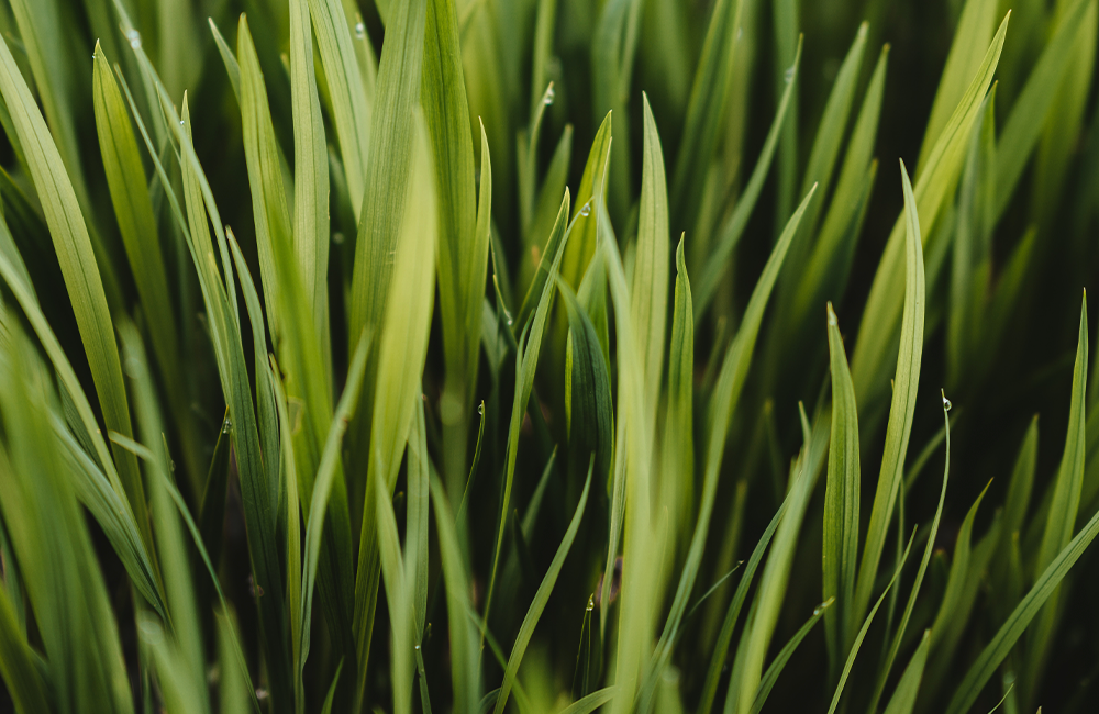 Rasensorten: Welche Grasarten passen zu Ihrem Rasen?